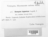 Uromyces lapponicus image